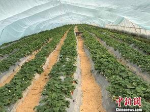 吃瓜群爆料大棚是真的吗,大棚真相揭秘，究竟是真的吗？